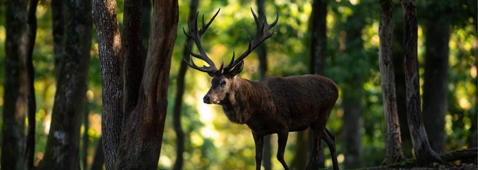 Sur les traces du cerf dans les bois de Versoix